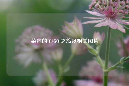 菜狗的 CSGO 之旅及相关图片
